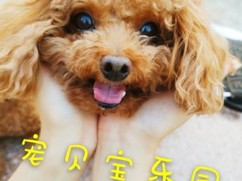北京寵物寄養(yǎng)新選擇 小院單間、專屬護理，給愛寵一個溫暖的家